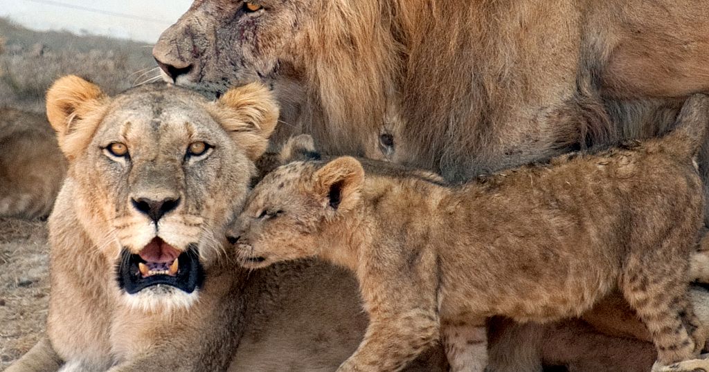 Bones of Atlas lions on display at Rabat Zoological Park