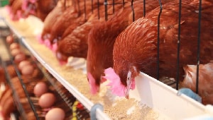 Economic crunch: Poultry feed rises by 300% in 2 years