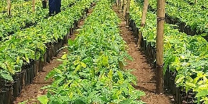 Private government seedlings suppliers appeal for payment as creditors breathe down their necks