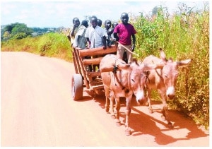 Donkeys at risk of becoming extinct due to illegal trade