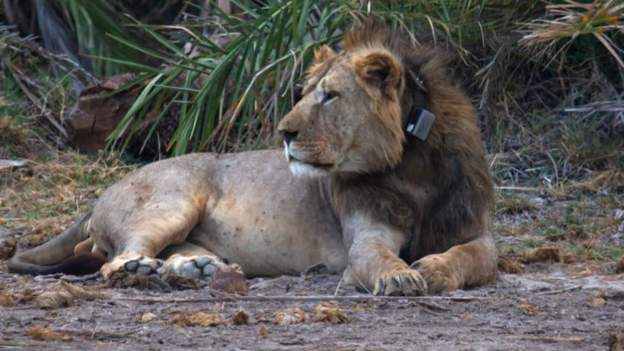 Kenya wildlife group defends lion vasectomy