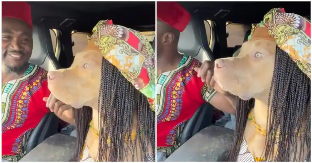 Dog dressed in African print causes stir as it jams to KiDi’s Touch It in video