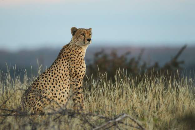 South Africa in deal to send dozens of cheetahs to India