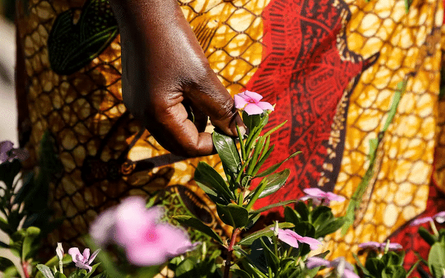 African herbs have influenced modern medicine – SA expert