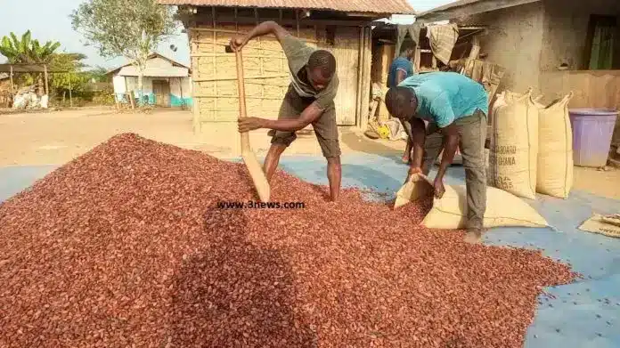 Police arrest two in Bekwai over smuggling of 253 bags of cocoa beans