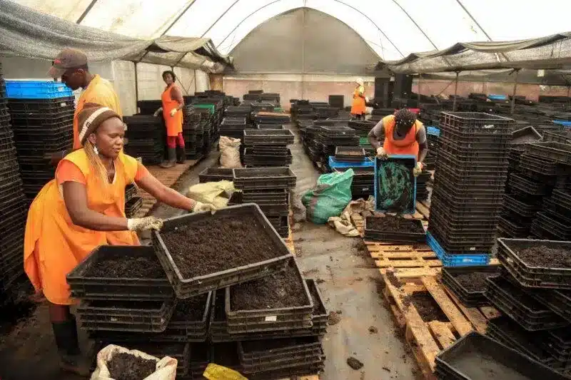 Kenya uses insects as a source of food for people and animals