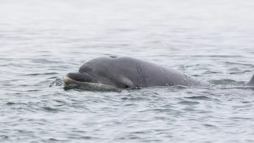 Dolphins spotted in Bronx River for first time in five years