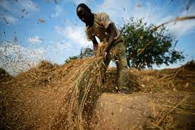 South African farmer warns of food shortage amidst power cuts crises