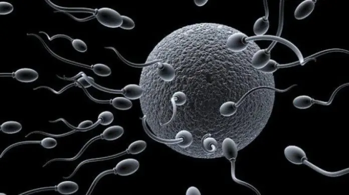 Gobe and kontomire produce rich sperms for reproduction – Nutritionist