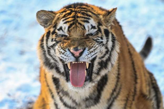 South Africa authorities in search of loose tiger