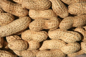 To increase groundnut production, agronomists advise investing in the seed system