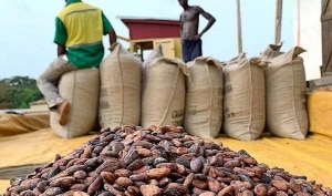 Mining company is warned by more than 100 cocoa farmers