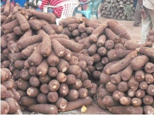 Ghana is now the world’s top exporter of yam – GEPA