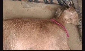 Man kills two goats by raping them
