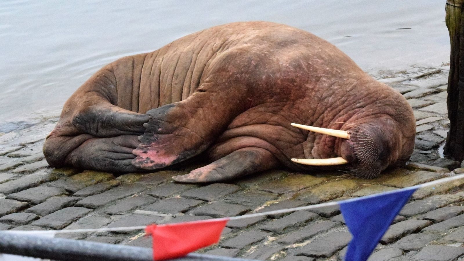 Ontario:To preserve Thor the walrus, Scarborough’s New Year’s fireworks were postponed