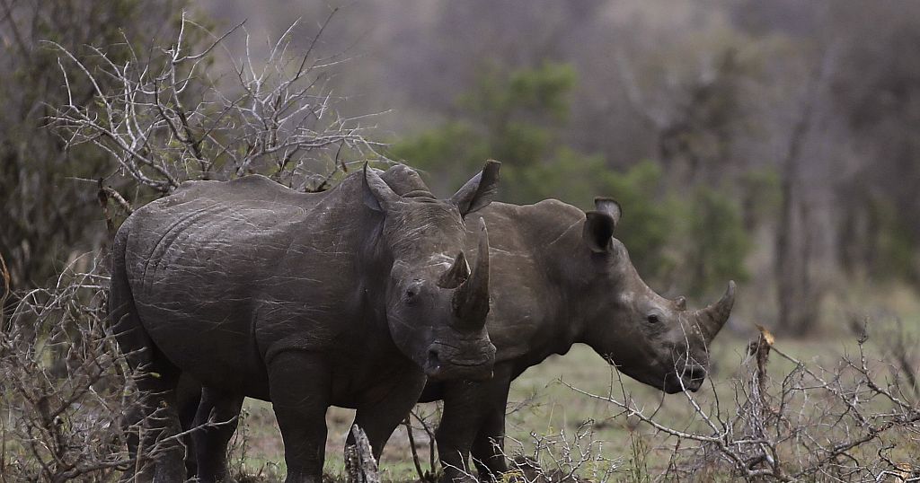 South Africa records low rate of rhino poaching