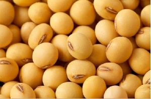Ghana’s unmet soyabean market demand is increasing – Deputy Agriculture Minister