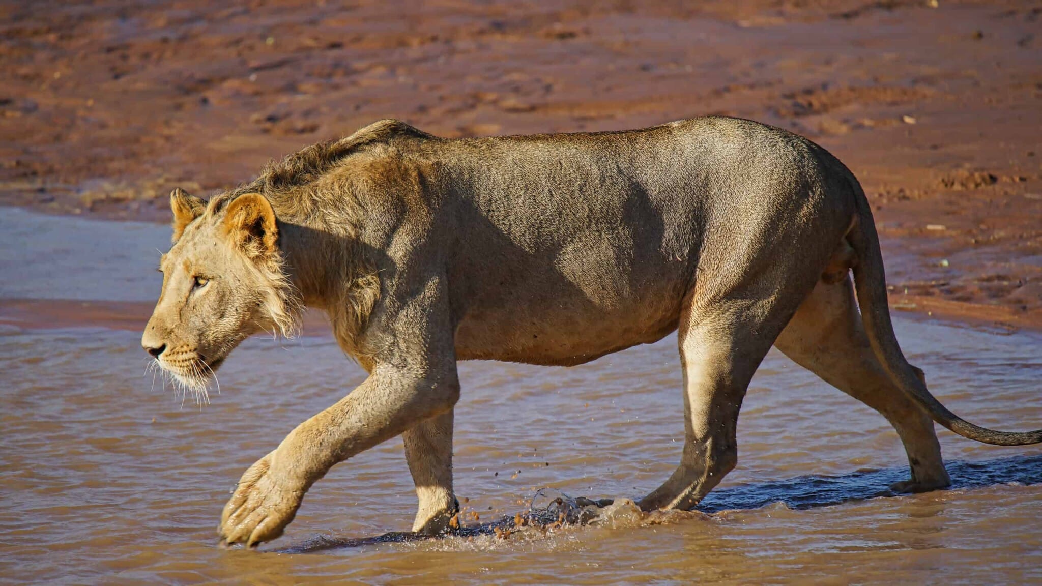 South Africa in search of a missing lioness