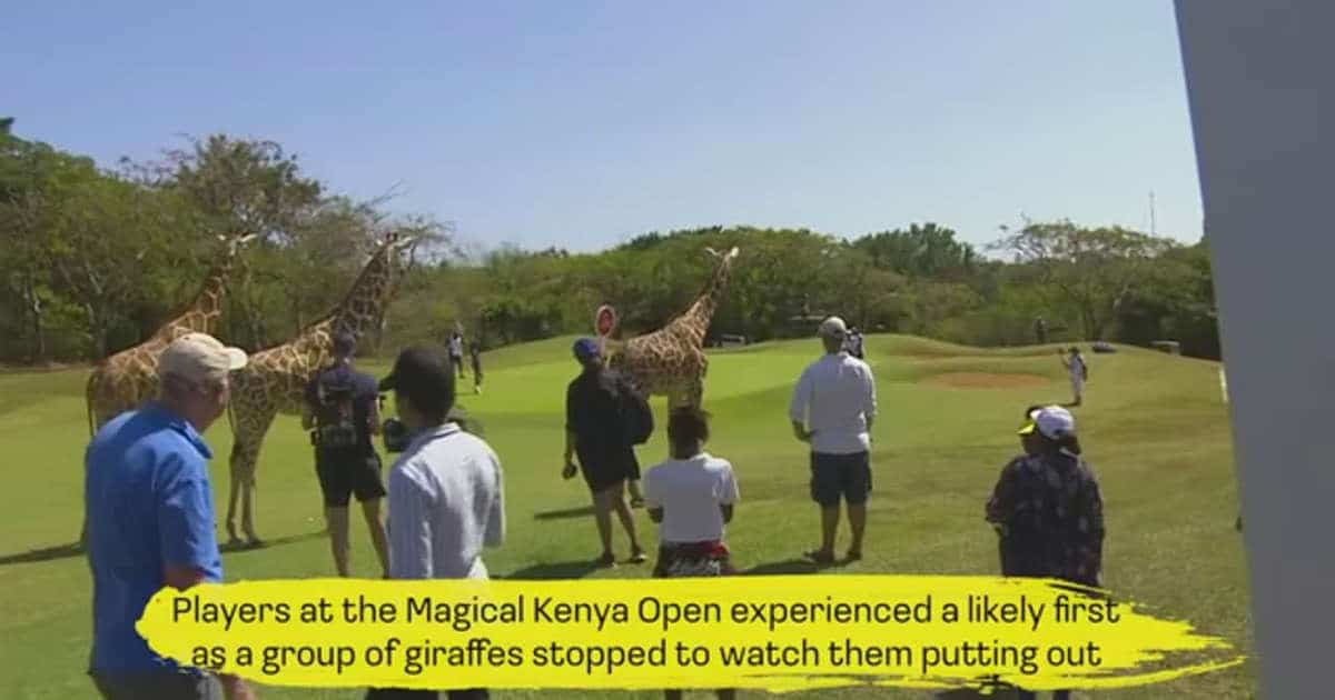 Giraffes distracts golf tournament in Kenya
