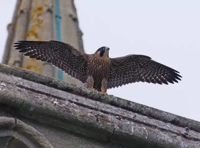 London’s falcons compelled to consume parakeets following  pigeons’ flight from the capital