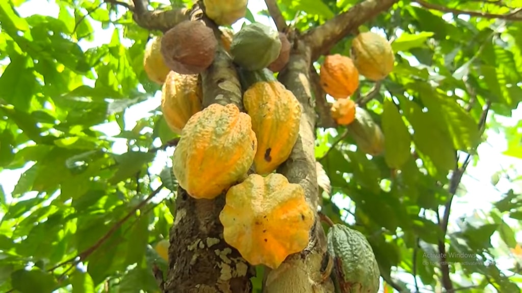 Mining exploration in Atwima Nwabiagya threatens safety of 400 acres of cocoa farms