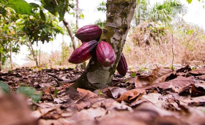 Illegal miners destroy cocoa farms