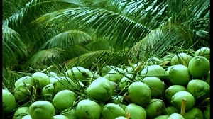 Ghana’s coconut industry positioned for global market – Fmr deputy minister