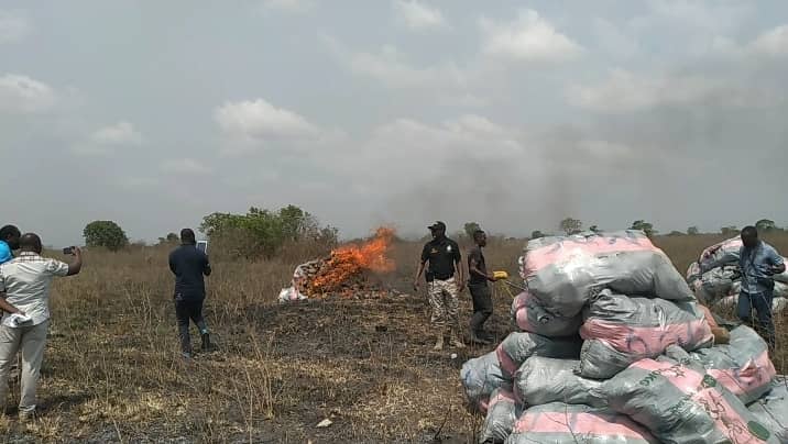 GHS 50m worth of cannabis destroyed