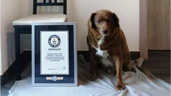 Check out the age of the oldest Dog in the world