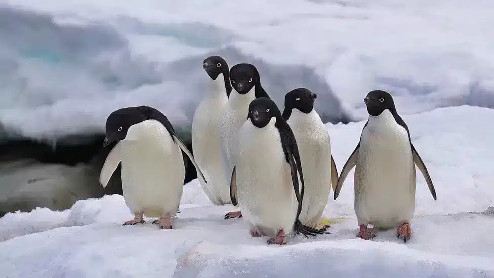 Antarctica now has less sea-ice 