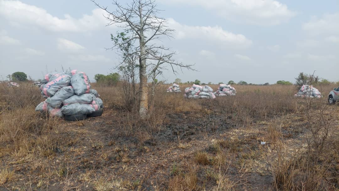 NACOC burns cannabis worth GH₵50m