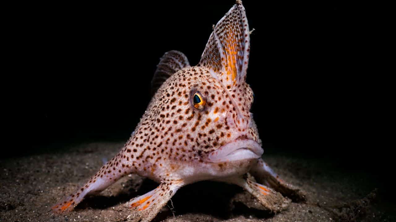 Rare fish that walks on its “hands” captured on camera