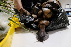 Ghanaian arrested at U.S. Airport for flying in with giant snails