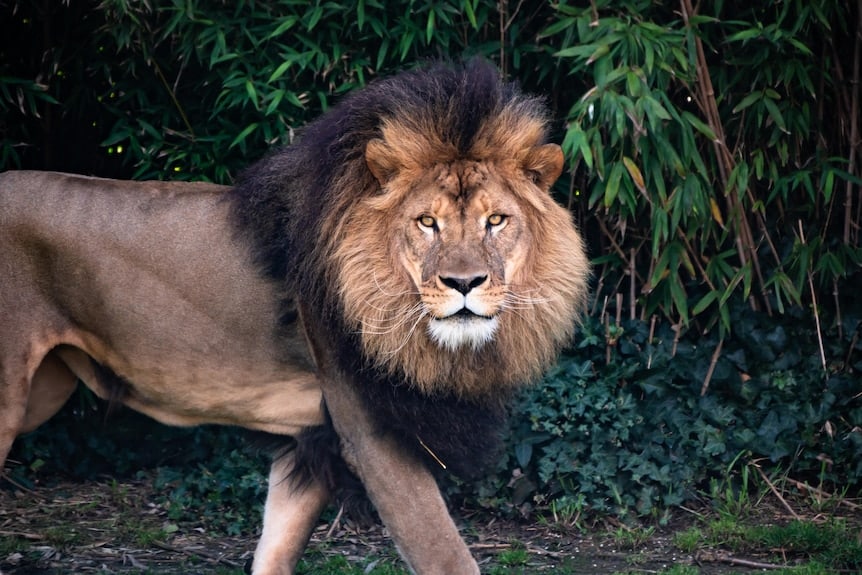 Protecting Our Wildlife: A closer look at the Forestry Commission’s Wildlife Division