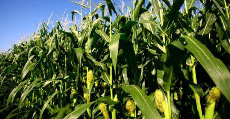 Zambia to give 20,000 hectares of land to Kenyan farmers to grow maize – Report