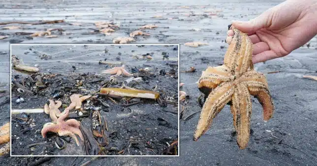 Dying and dead mussels and starfish wash ashore on UK beach
