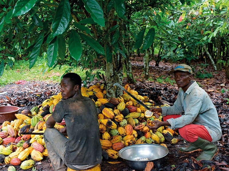 COCOBOD introduces Pension Scheme for Cocoa Farmers