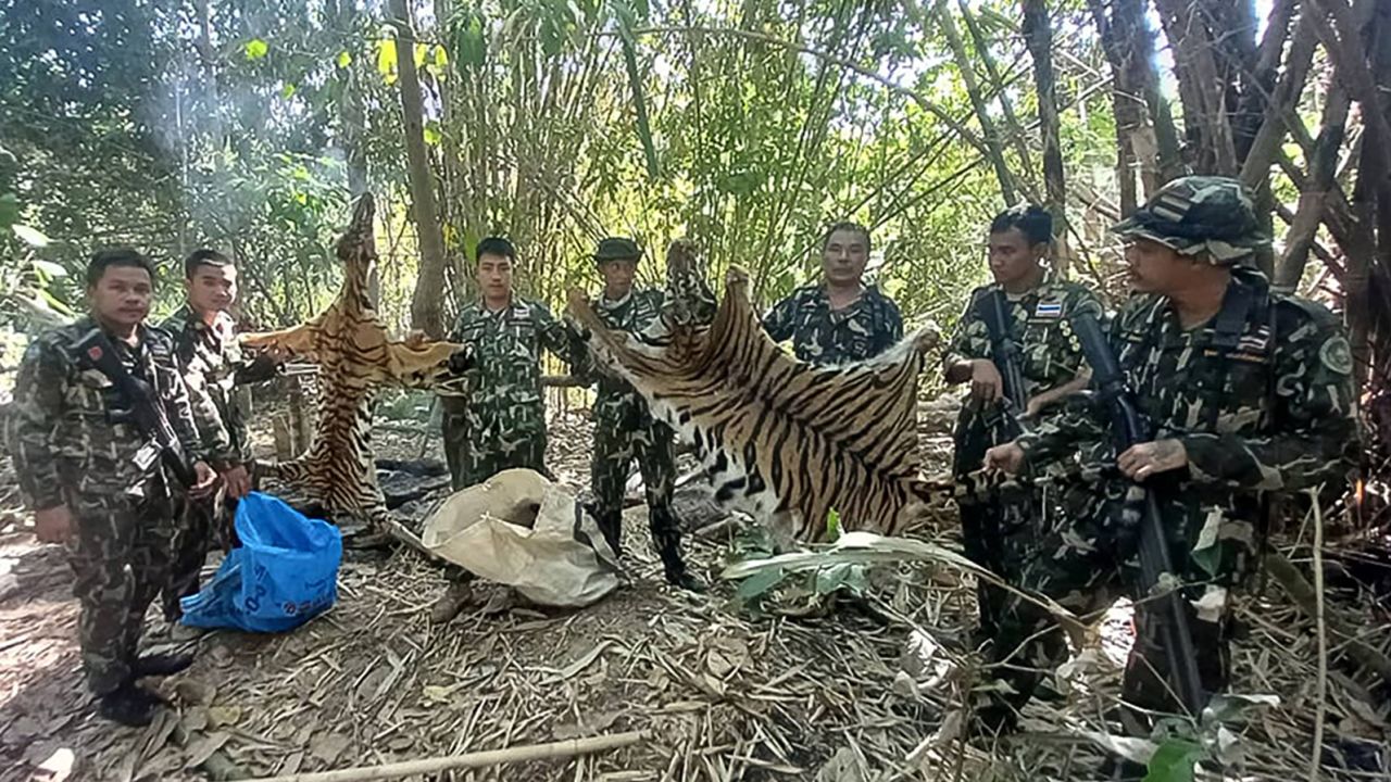 Five poachers imprisoned for killing a tiger and her cub