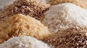 High labour costs and import duties major challenge in local rice production