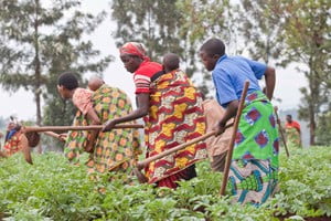 Women continue to hold a “marginal” position in food producing industry – FAO