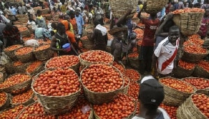 Importers of Ashaiman tomatoes complain of being bullied by market queens
