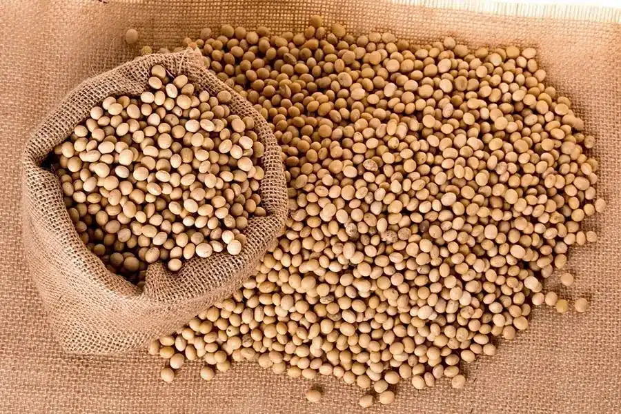Government is urged to lift restrictions on soybean exports