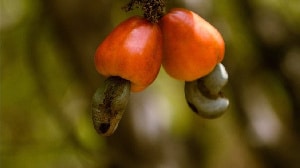 Best farmer calls on the govt to address the hikes in cashew price