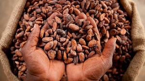 Failure to pay the desired price for cocoa is insufficient justification for smuggling -COCOBOD