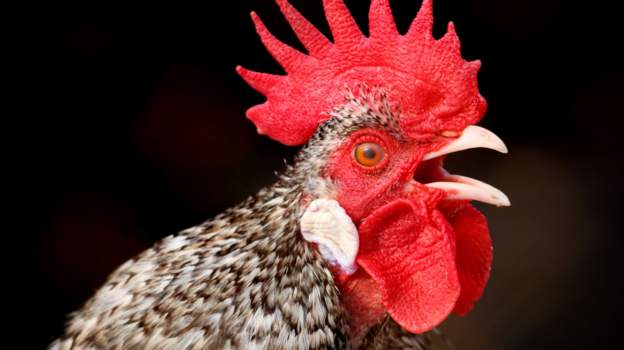 Nigerian Court orders man to kill his rooster over noise complaint