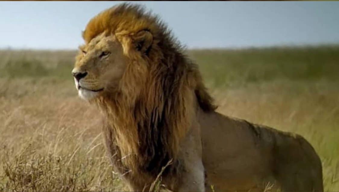 Bob Junior lion killed by rivals after 10yrs dominance