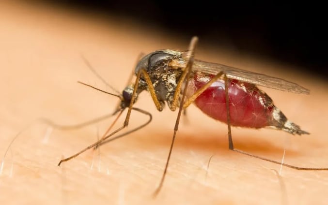 Why herbal treatments are not enough to cure malaria – Medical Officer explains