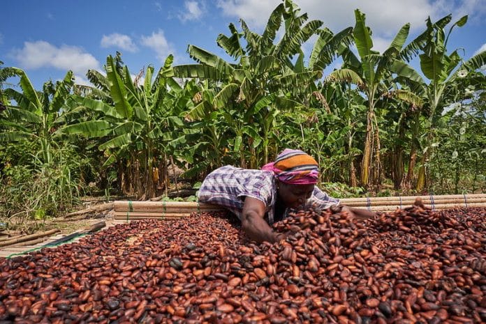 Rot-causing disease affects Cocoa output, hiking prices