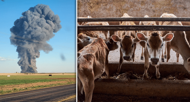 Explosion at Texas dairy farm leaves 18,000 cattle dead and 1 person injured