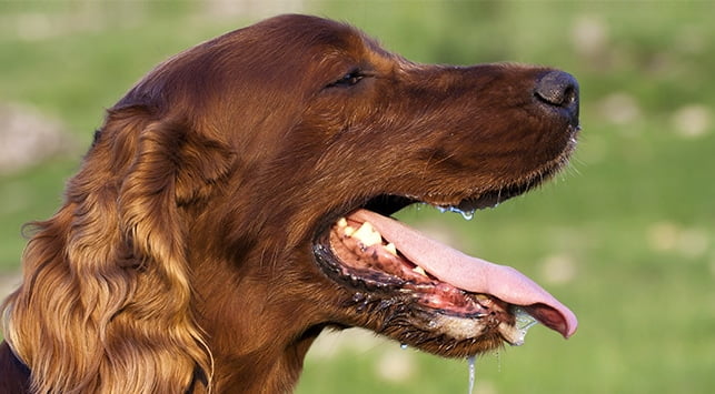 Rabies and dog bite cases surge in Ashanti, Greater Accra Regions